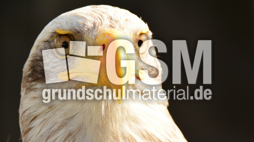 Weißkopf-Seeadler (13).jpg